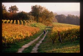 Vignoble en automne